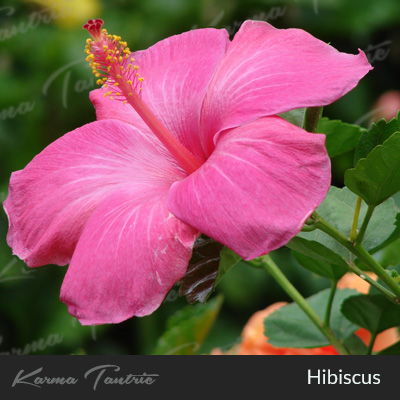 hibiscus for vagina steaming