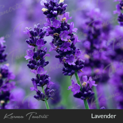 yoni steam with lavender