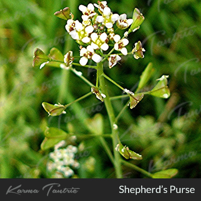 shepherds purse for yoni cleansing
